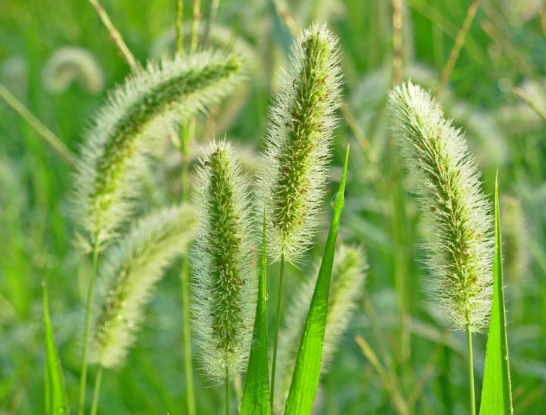 农村随处可见有点烦人的狗尾巴草,实际上,还有这3种功效