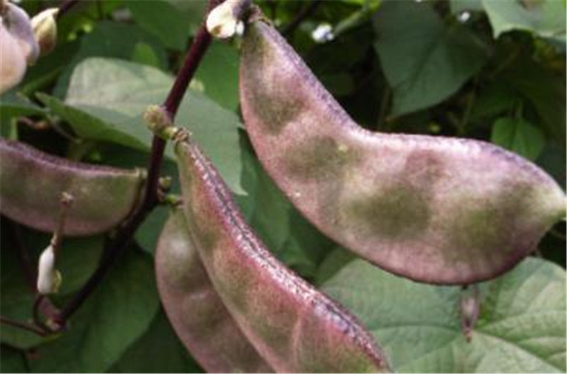 3,注意:毒性白扁豆中含对人的红细胞非特异性植物凝集素.