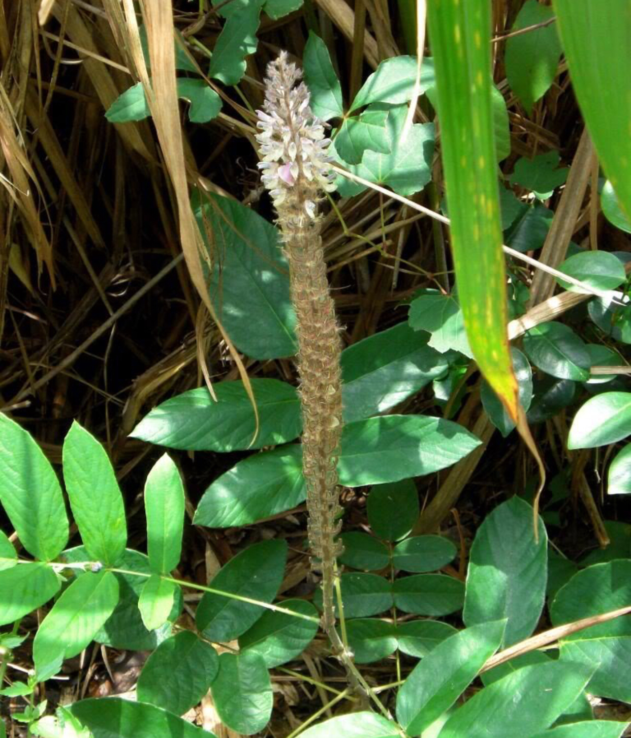 农村一种野草,曾经用来喂猪和兔子,现在却是病人的救命稻草