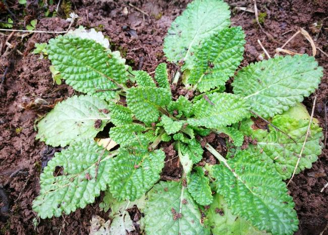 农村一种野草,长很多疙瘩,农民看到就拔掉,却不知是治病良药