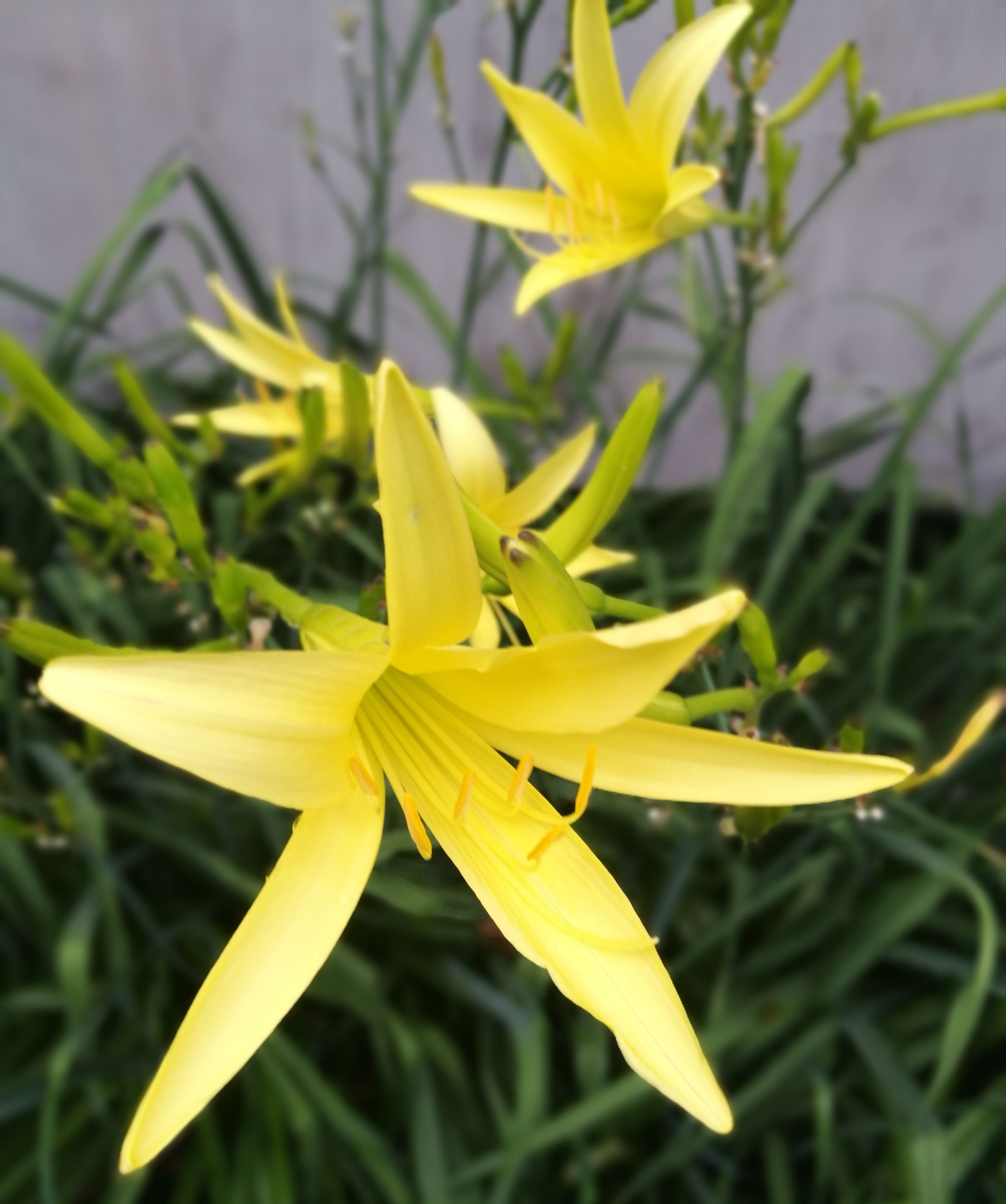 蒙蒙细雨窗前盛开的小花你认识吗