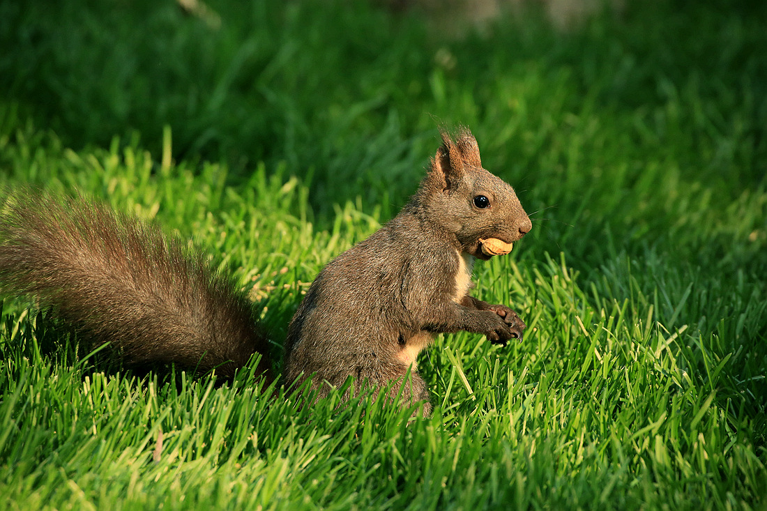 毛茸茸长尾巴的小松鼠
