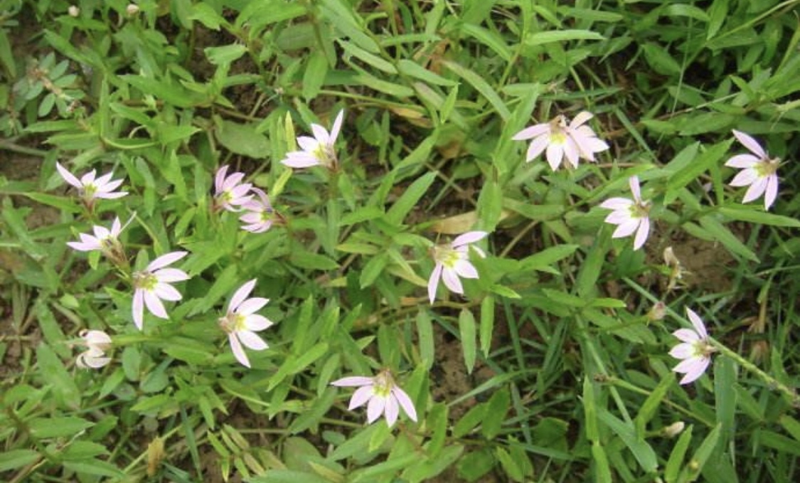 神奇的治刀伤草药,原来就是它,不但长得漂亮,农村里还很常见
