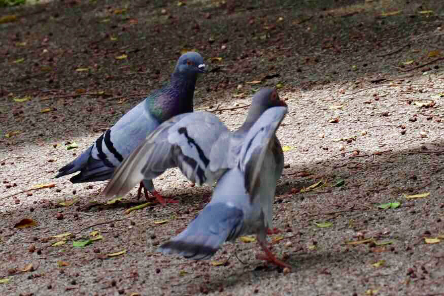 珠颈斑鸠摄影—野鸽