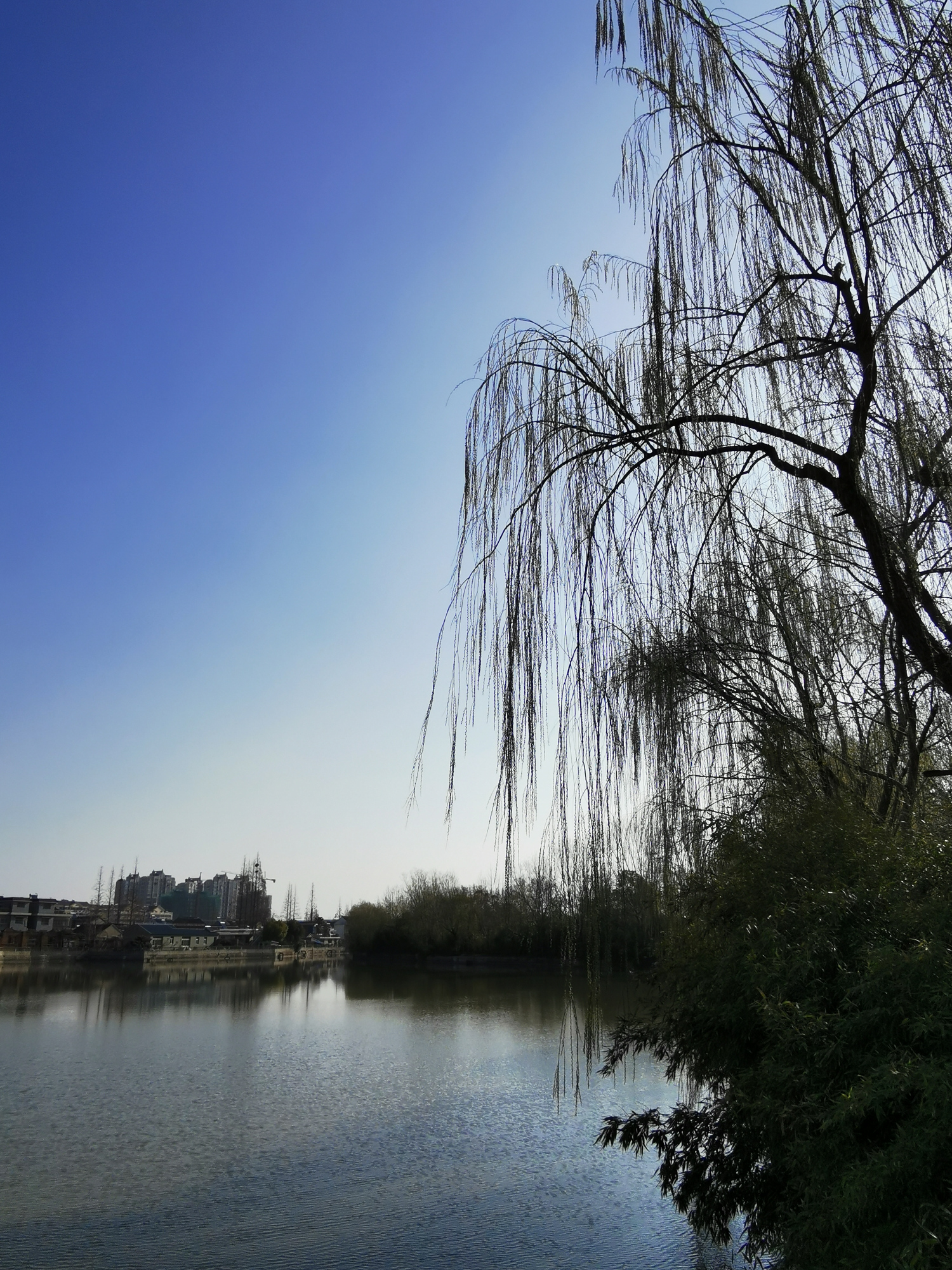 江苏东台:人民公园,春光灿烂