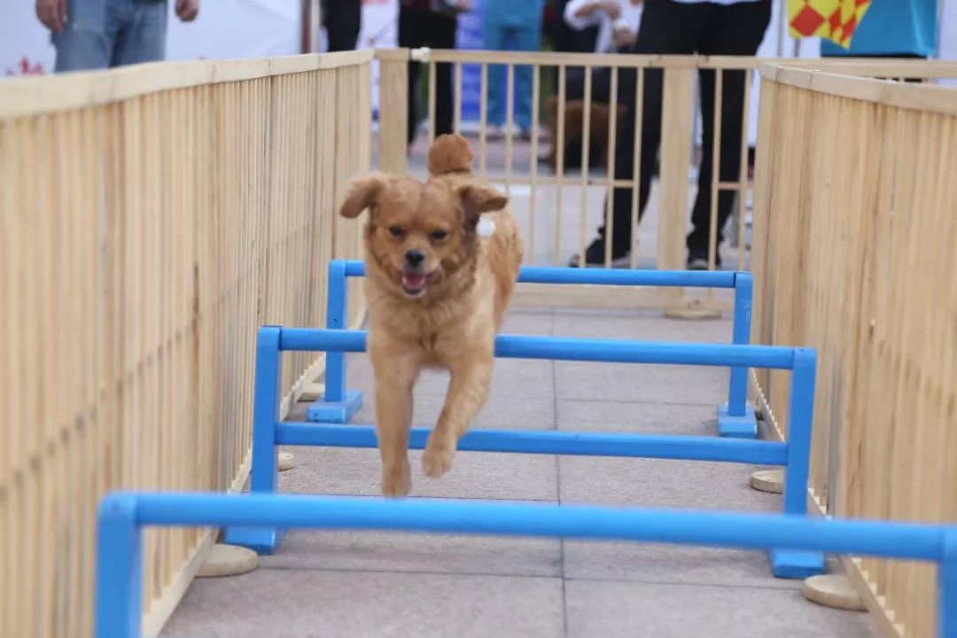 活動回顧 | | 紅狗杯2018dogrun社區運動會錦繡仙山站圓滿落幕!