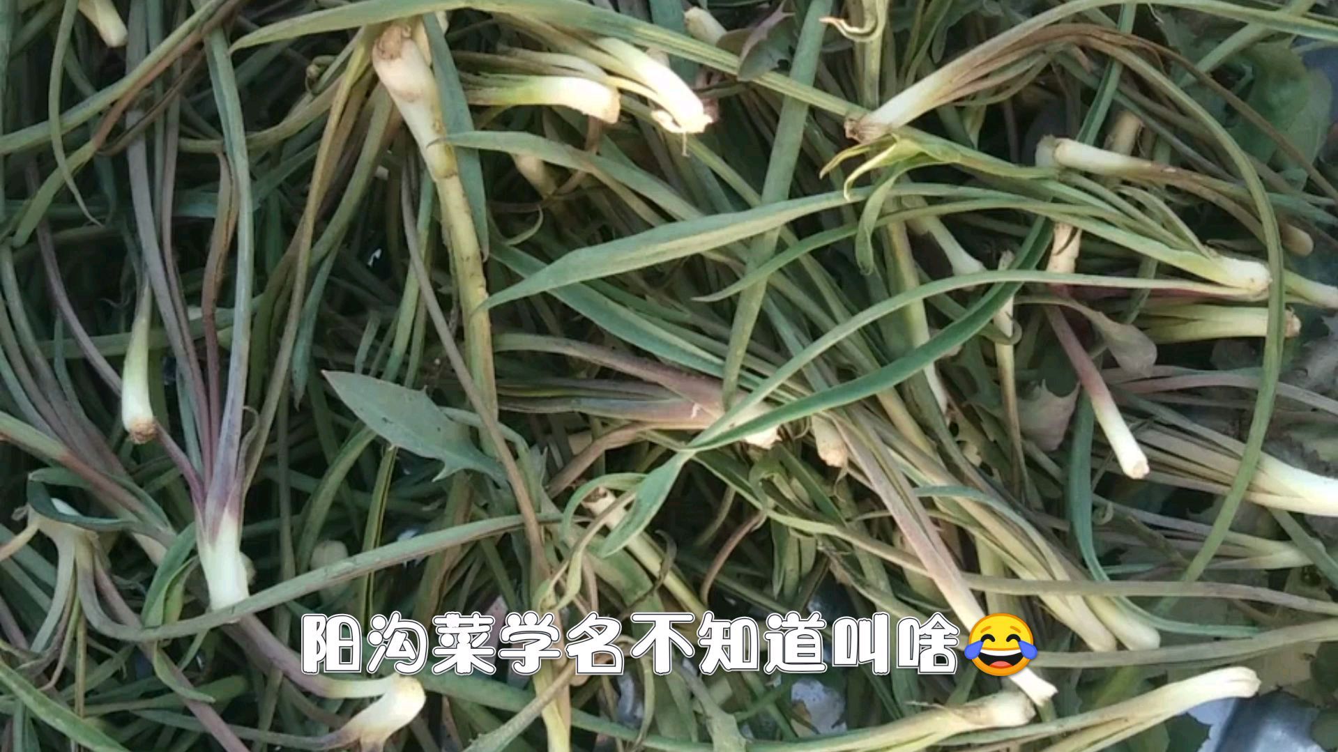 穷的只能吃野菜了 农村野菜你们认识吗