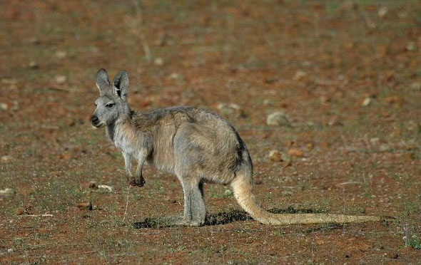 动物小百科:关于岩大袋鼠你不得不知道的知识!