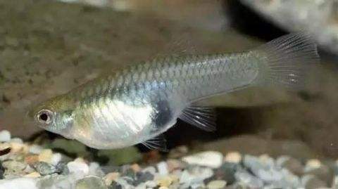 食蚊鱼一种吃蚊子的鱼,它是"英雄"还是"屠夫"?