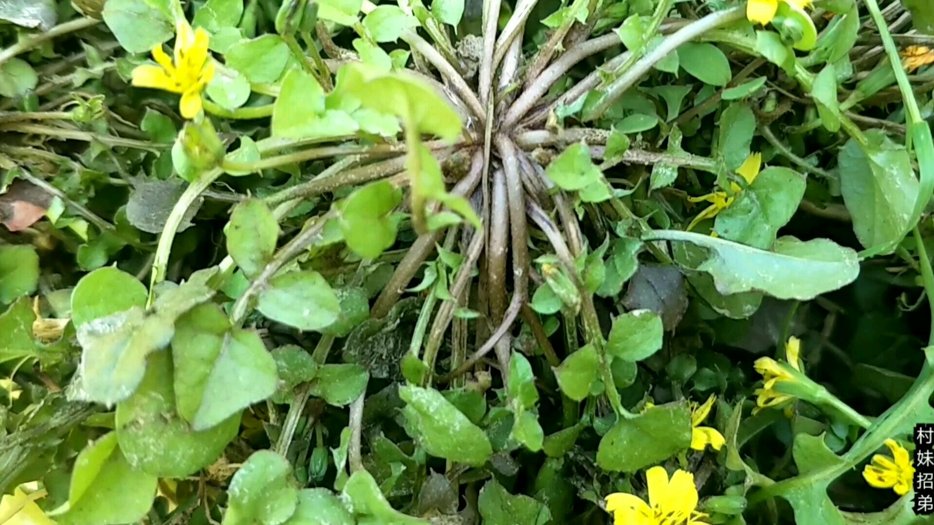 田里面长满了一种叫稻搓菜的野菜,招弟挖点回来炒肉吃