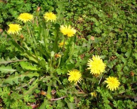 4月发文:它是天然"下火草",和小米搭配更营养