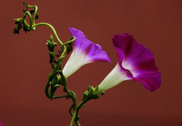 什么是"五花八门",你真的懂吗?