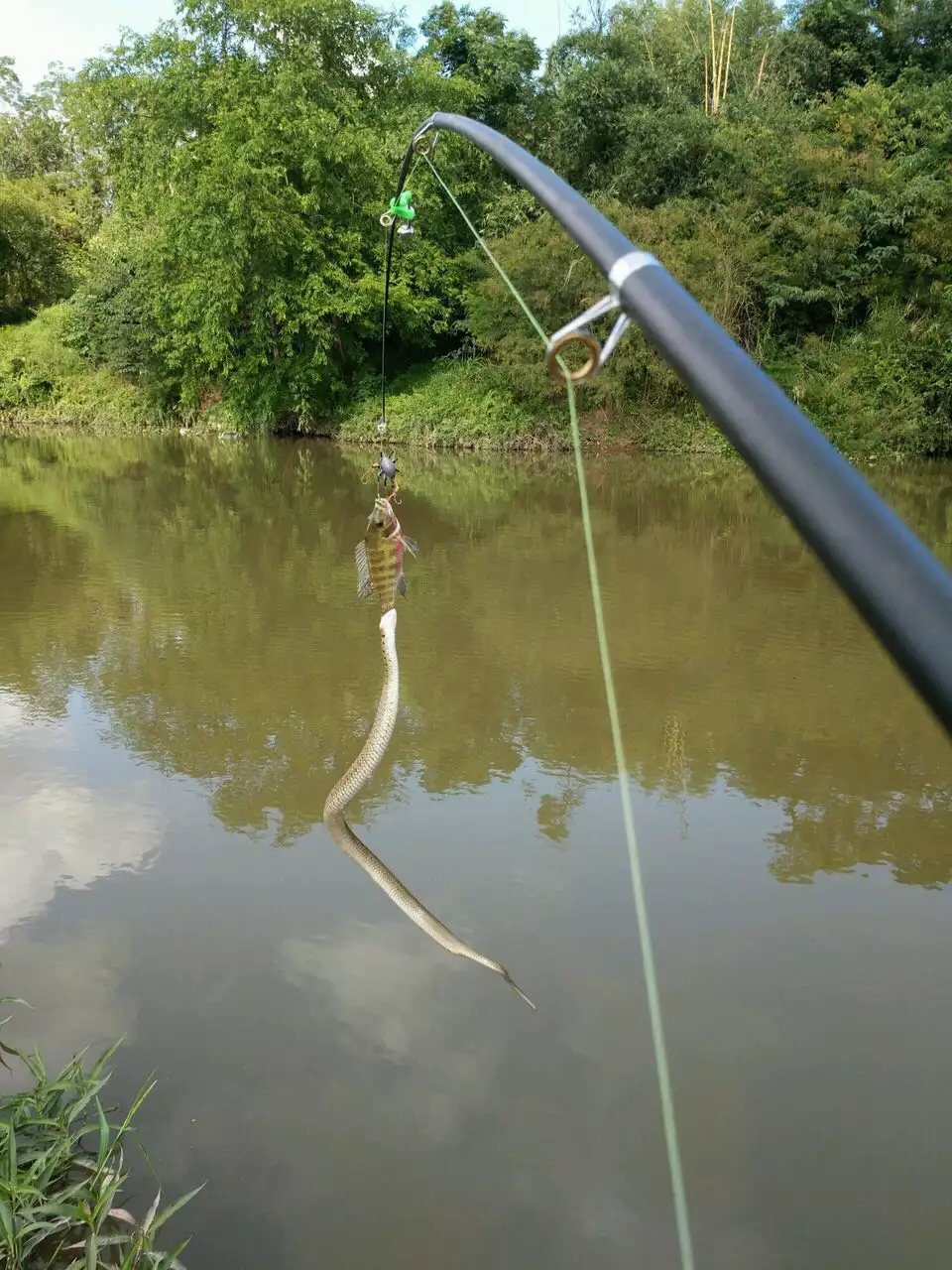 哇塞钓鱼竟然能钓到蛇,尴尬了!