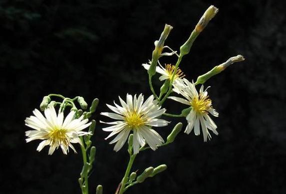 苦丁子花是什么植物,对身体有什么好处?
