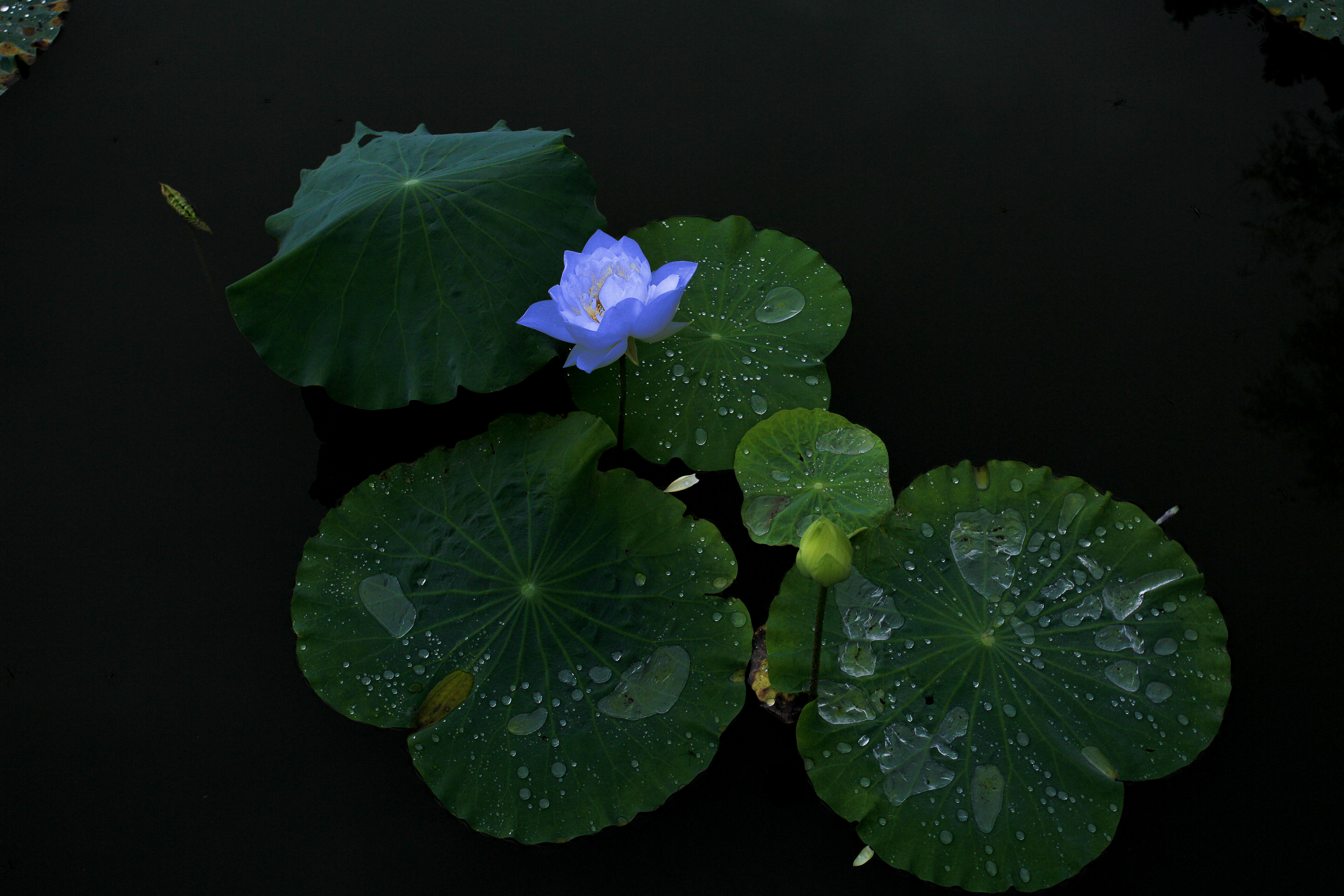 小雨绵绵游览不一样的西递