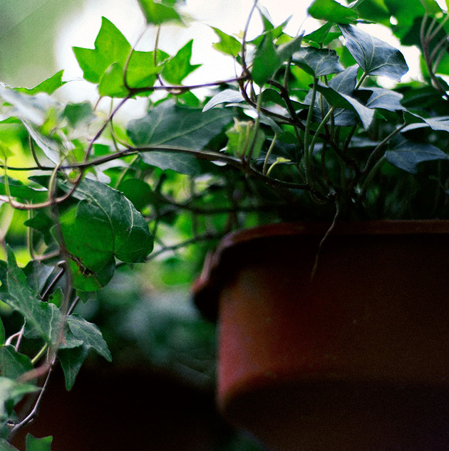 常春藤种植 - 2020年最新商品信息聚合专区 - 百度爱采购