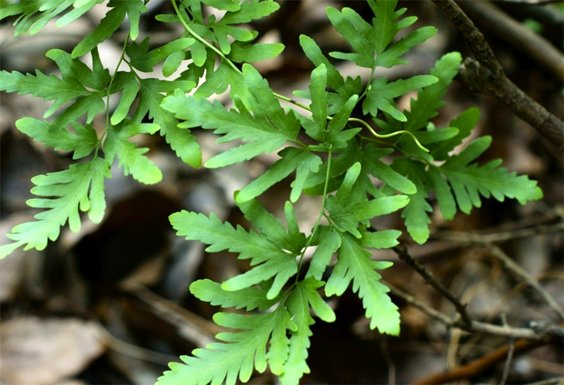 乡村山坡上的金沙藤,成熟孢子海金沙,入药居然能治这种病