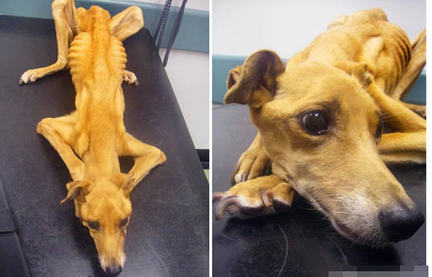 狗被遗忘在停车场,待主人再见它时,瘦成皮包骨的狗狗只能安乐死