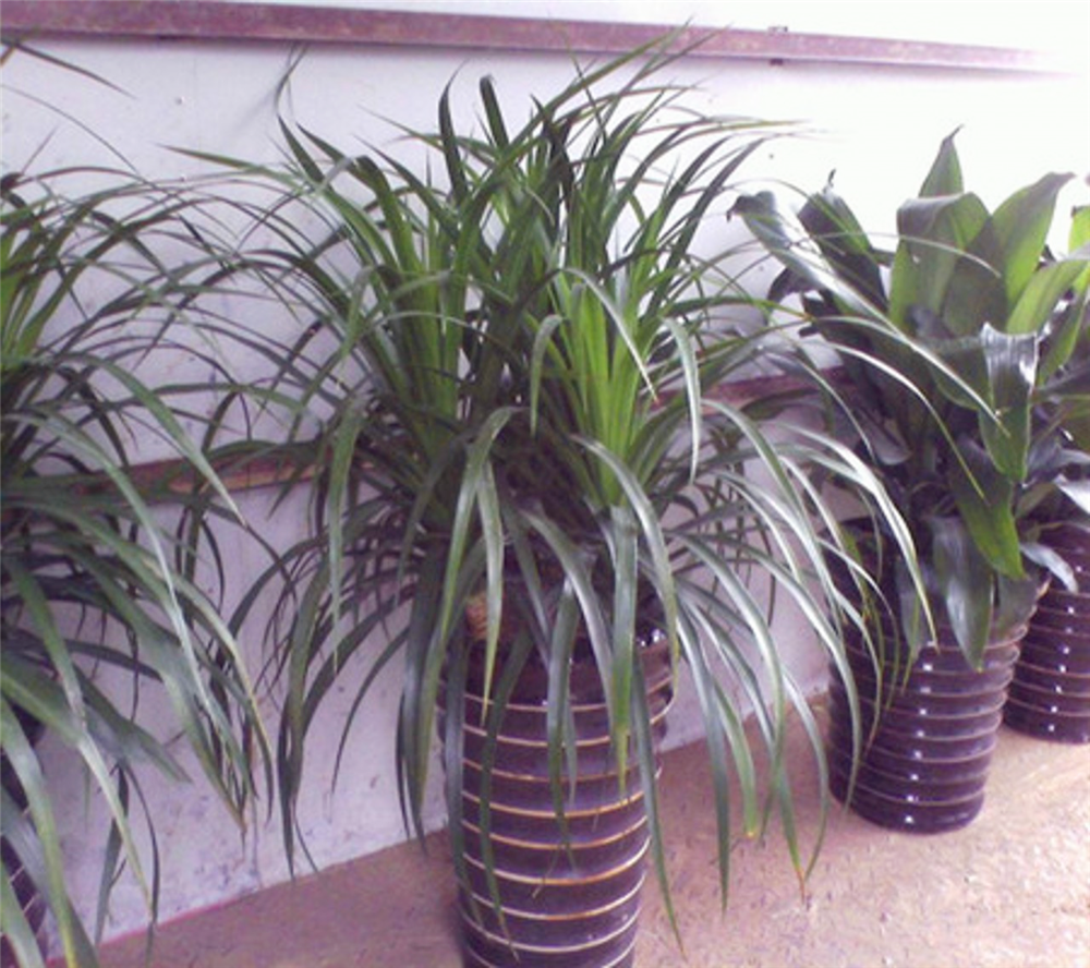 龙雪兰的养殖方法及注意事项