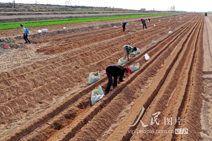山西运城:春耕种山药田野景如画