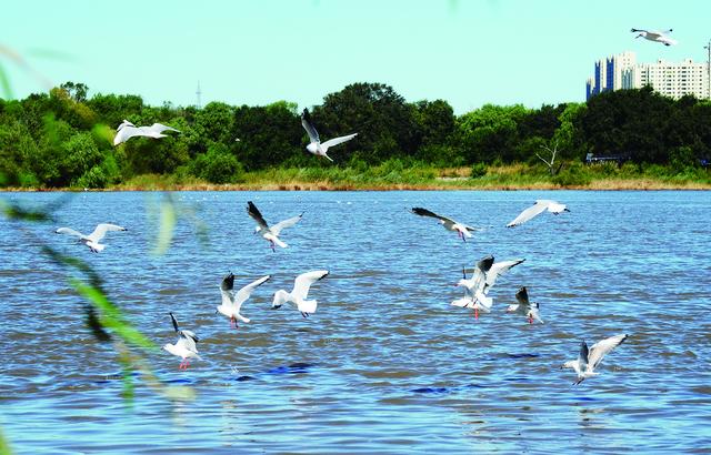近年来天更蓝水更清 上万只江鸥栖息松花江