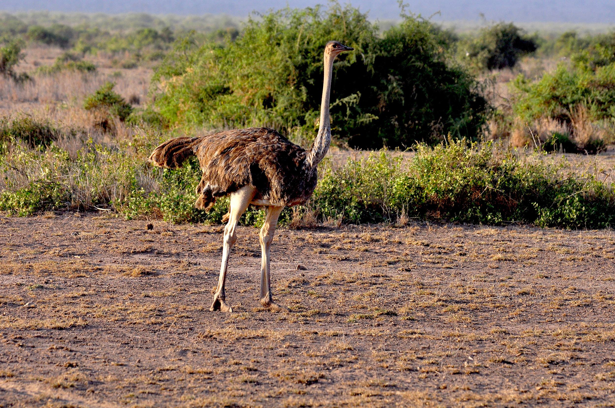 非洲"鸵鸟人",天生长着两个脚趾,至今过着与世隔绝的原始生活