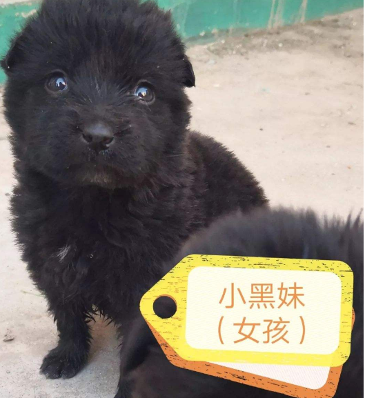 受够了被人叫"小黑妹"!用生姜加它敷脸,仅需半个月白给你看!