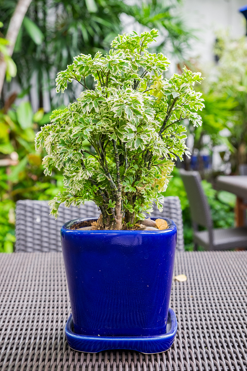 五爪龙,又称为五指毛桃,是一种具有独特形态和药用价值的植物.