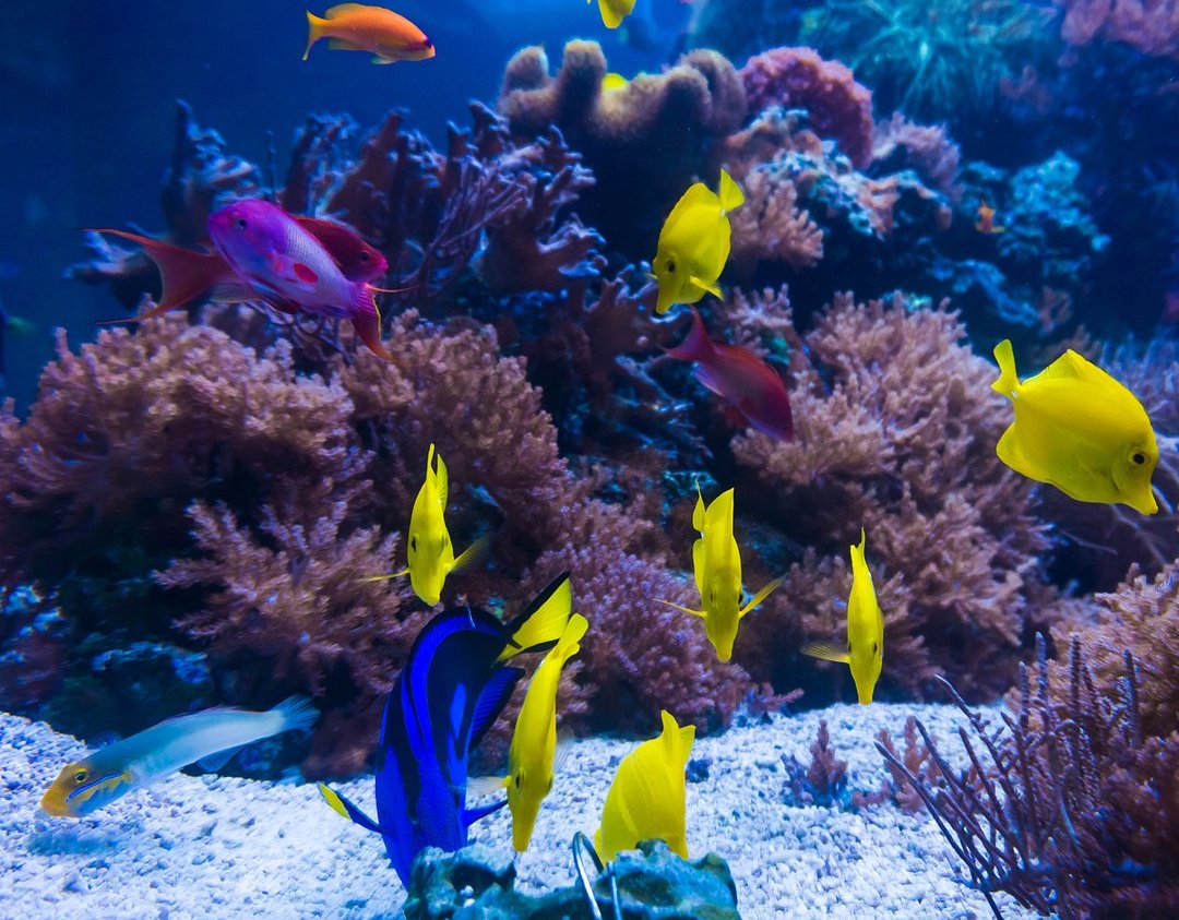 混养热带鱼必须注意这些问题,否则必将缸内大乱!