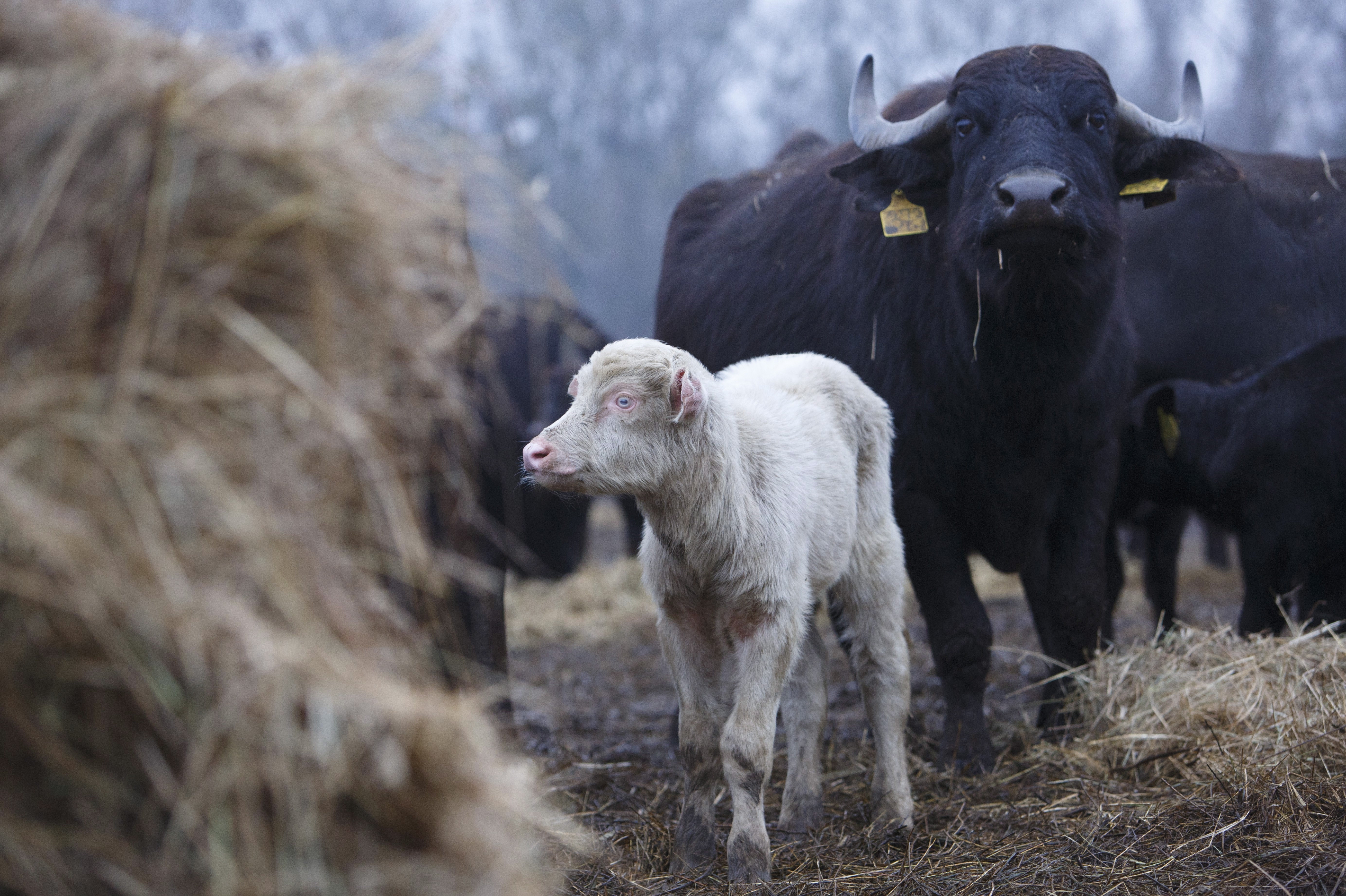 患白化病的小牛犊