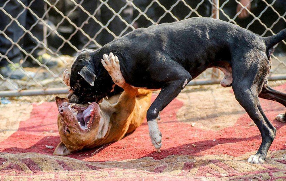 "斗狗犬"背后的心酸:主人为了钱,不惜拿狗狗的命去搏