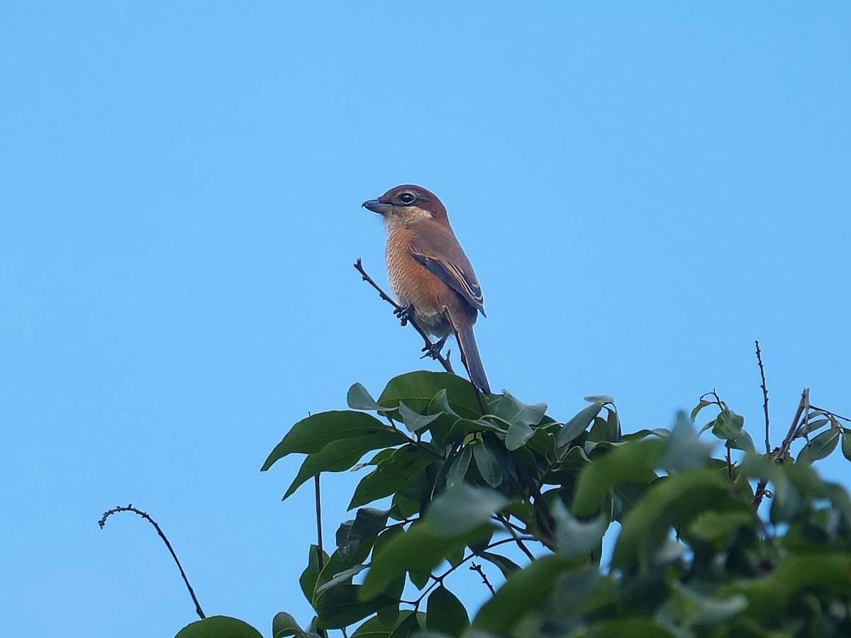 鸟中"平头哥"—虎不拉