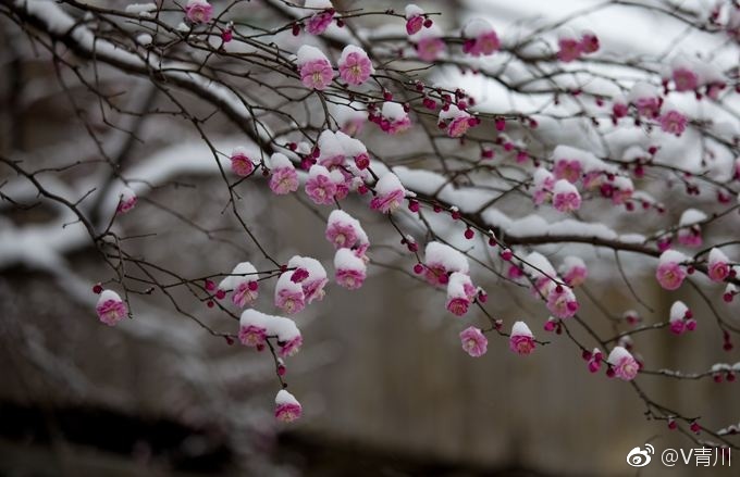 瑞雪紛飛 青川臘梅雪中盛放