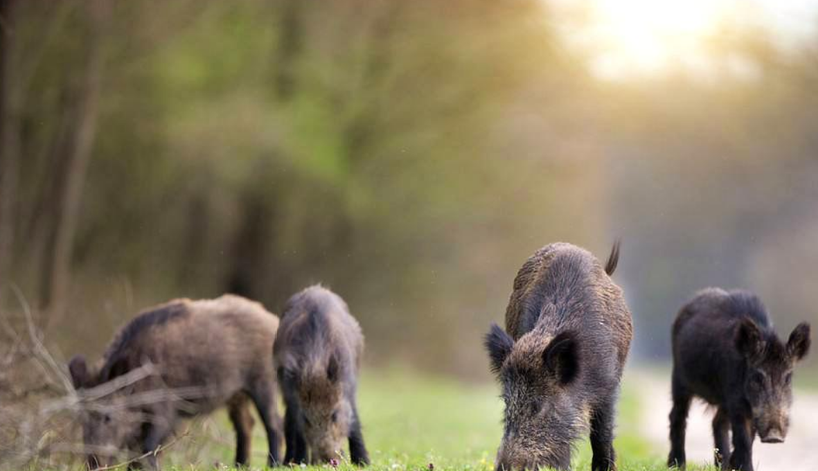 野猪群来到泥潭喝水,突然飞来一支飞镖,命中了红毛野猪