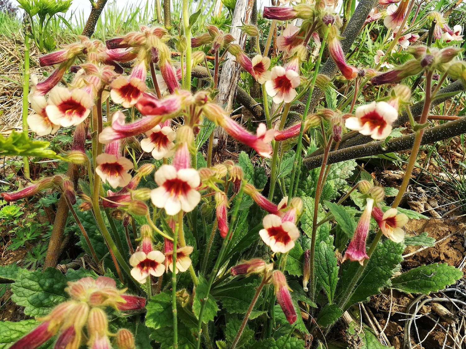 摘一朵花下来,可以像指套一样戴在手指上,摘掉花托从后面吸吮,可以吸