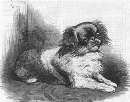 京巴:曾受到慈禧太后的痴迷,每个月还有俸禄可以领!