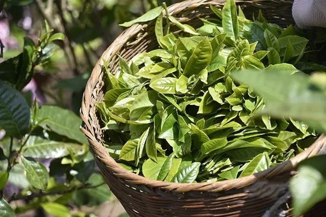 藤条茶,云南茶另一个传奇的存在