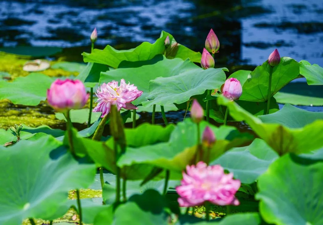 约个时间"荷"你赴一场铜山夏天的约会吧!