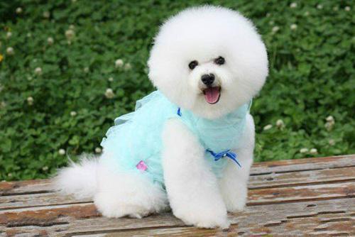 想养比熊犬的人注意了,比熊犬到底纯不纯,关键看这几点!