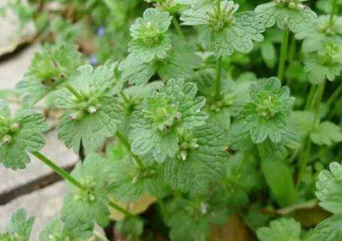 这植物叫"珍珠莲",农民一见到就拔除,却有祛湿作用,要了解!