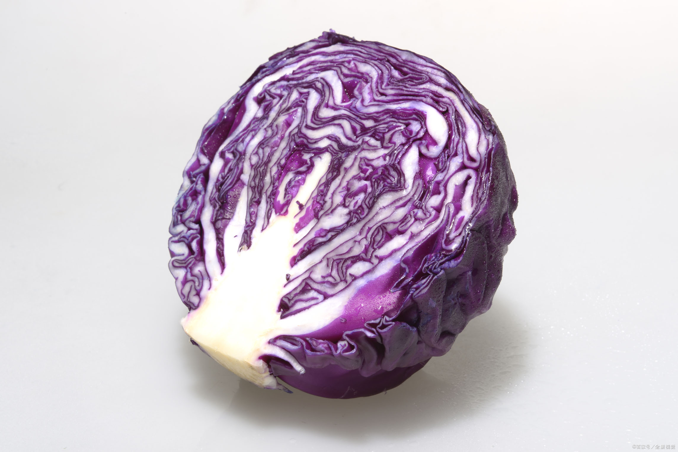 绿化带紫色包菜图片