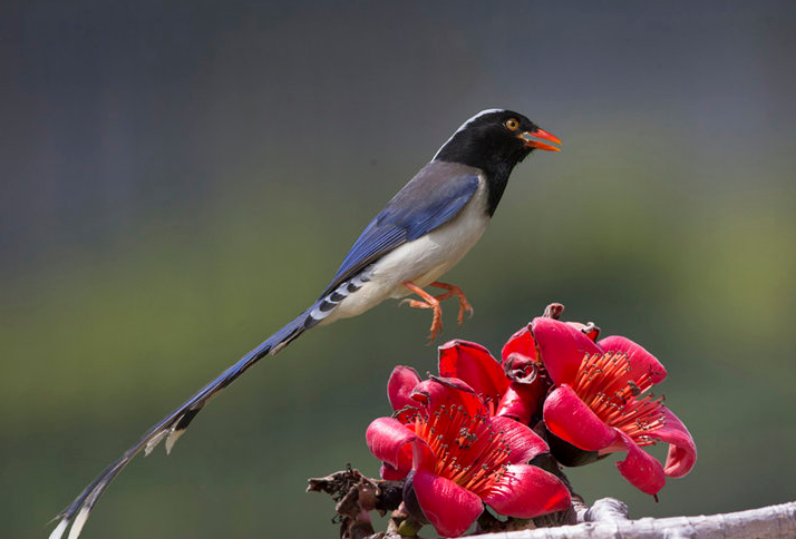 红嘴蓝鹊,两翅黑褐色,初级飞羽外翈基部紫蓝色,末端白色
