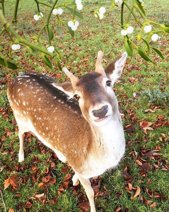她救下一只小鹿,却意外收到"鹿的报恩",这个故事美得像童话!