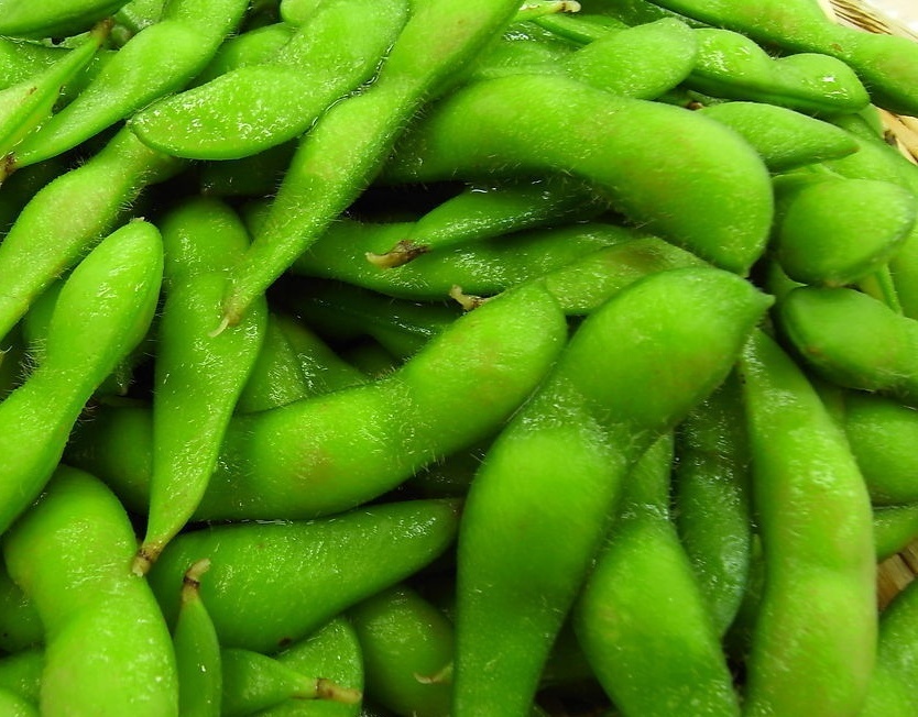 科普一下,了解白灰毛豆的请举手