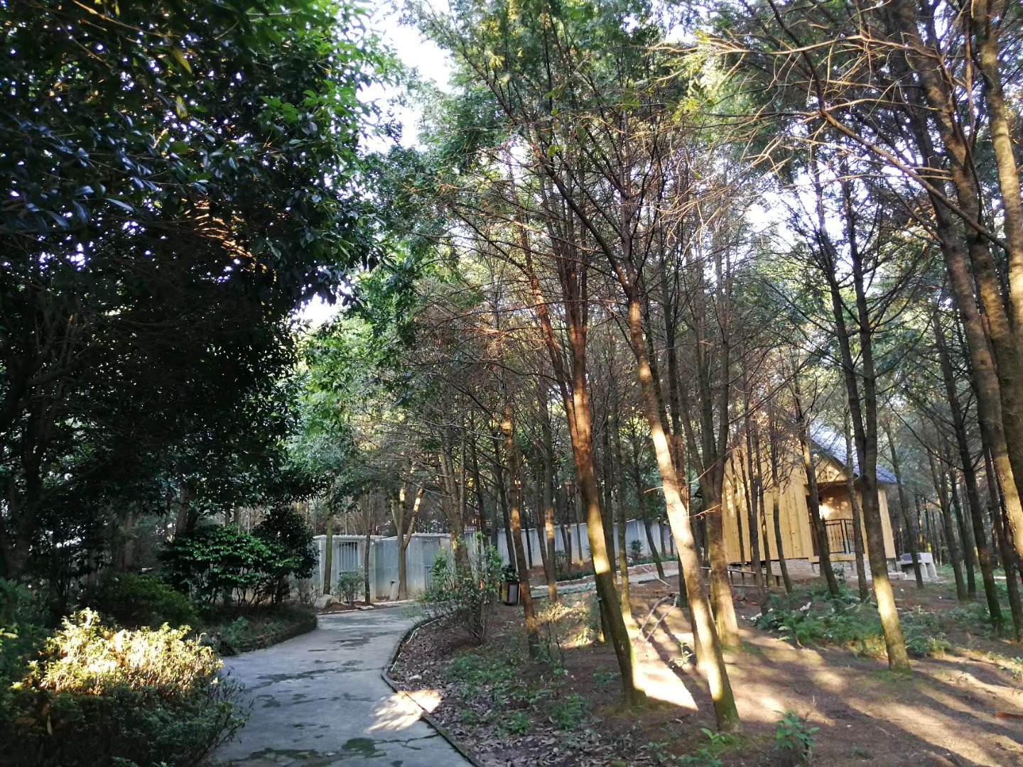 行摄:重庆樵坪山风景区的清晨