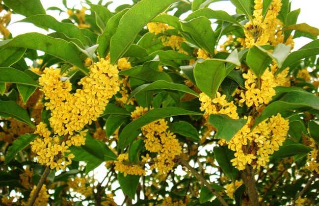 桂花树开花 - 2020年最新商品信息聚合专区 - 百度爱采购