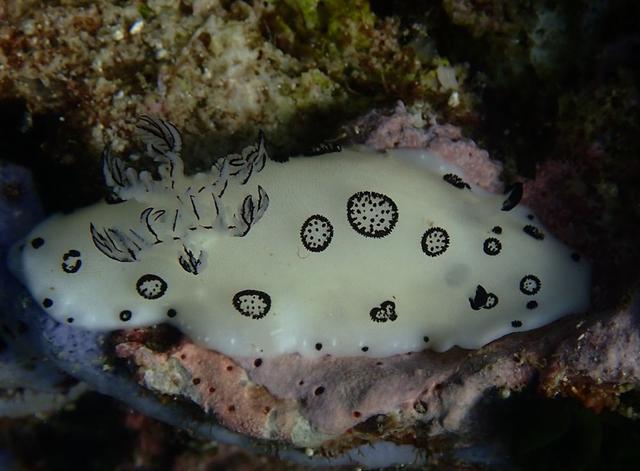 萌萌海兔(20)-兔形(1):大熊猫兔(泰国春蓬)