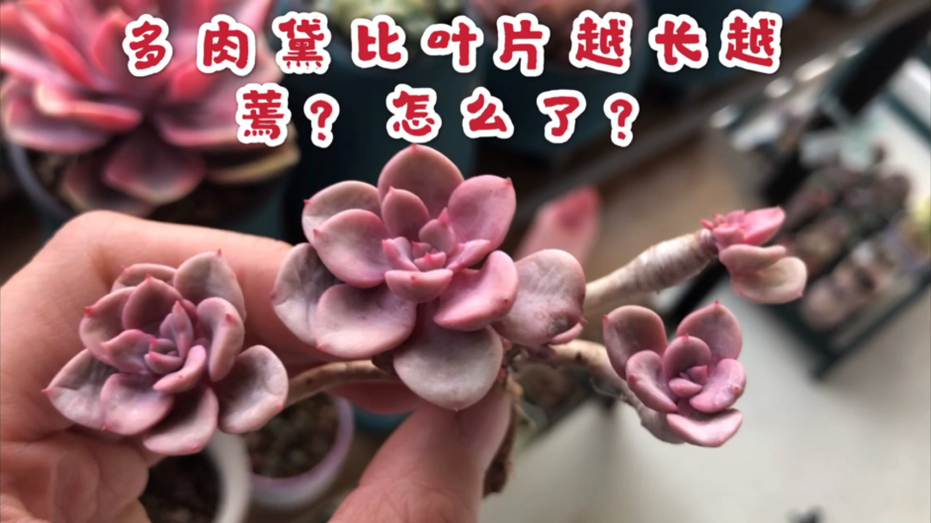 多肉黛比叶片越来越蔫,薅起来看看又赶紧栽回去