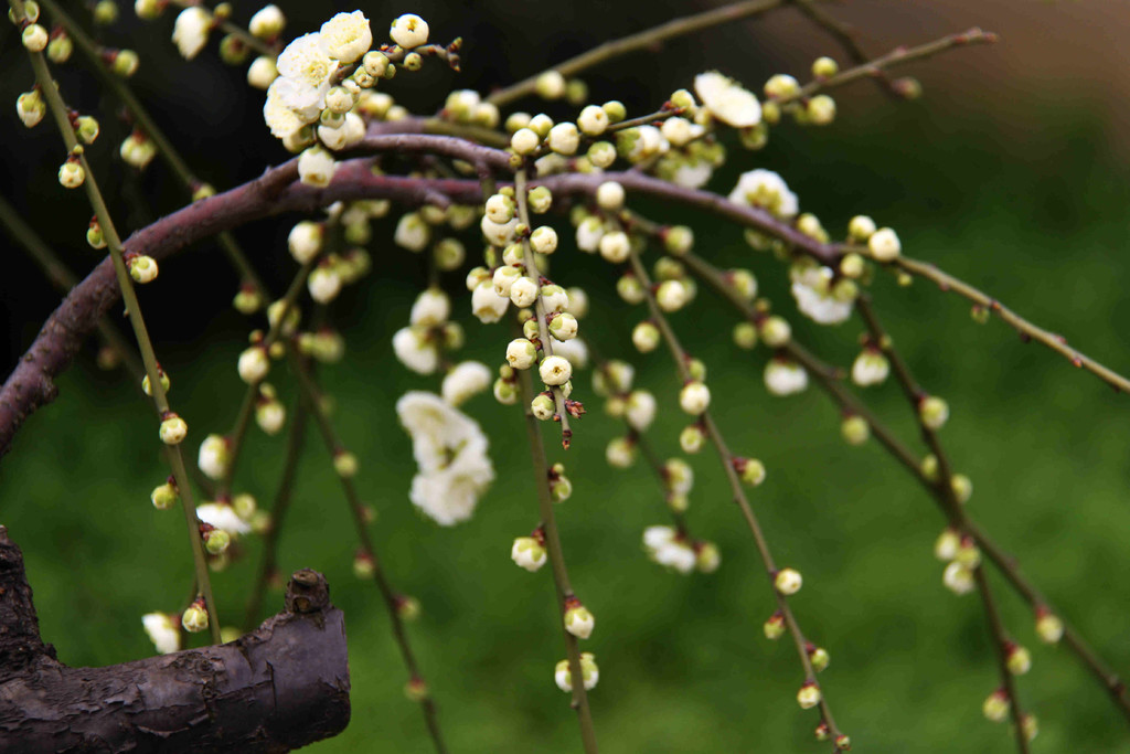 植物风光,美丽的垂枝梅
