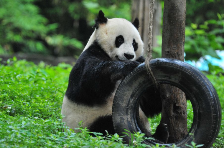 这是一只有趣的熊猫,自己玩轮胎,还挺起劲的!